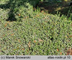 Euonymus fortunei Emerald Gaiety