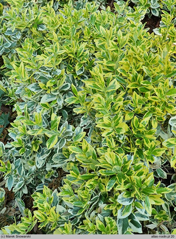 Euonymus fortunei Silver Gem