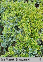 Euonymus fortunei Silver Gem