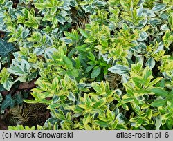 Euonymus fortunei Silver Gem