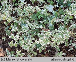 Euonymus fortunei Emerald Gaiety