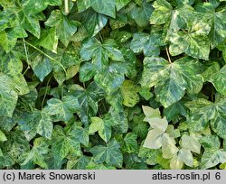 Hedera helix Profesor Seneta