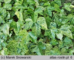 Hedera helix Profesor Seneta