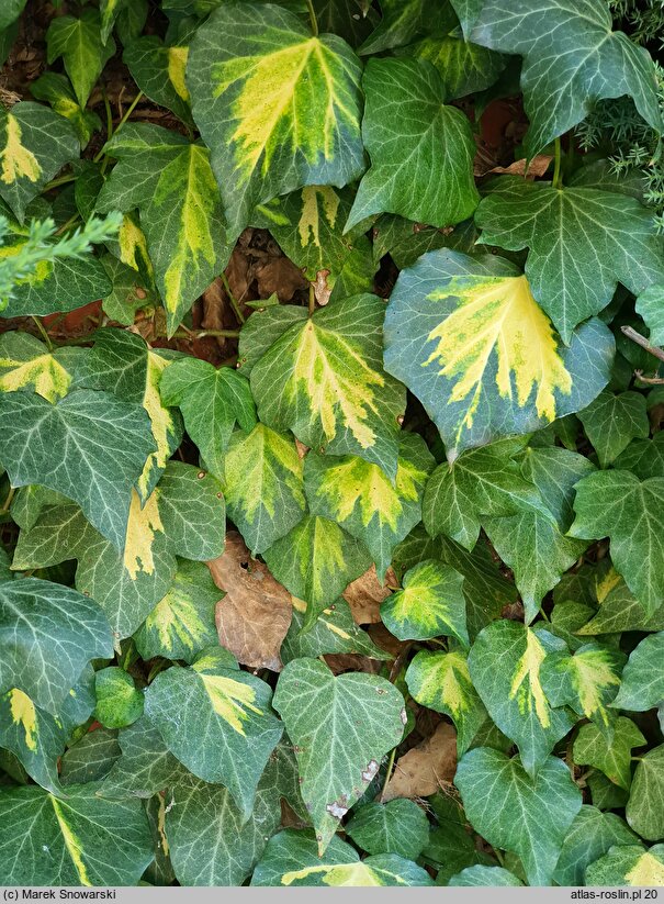 Hedera helix Goldheart