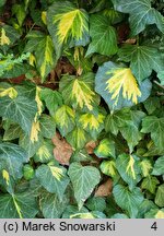 Hedera helix Goldheart