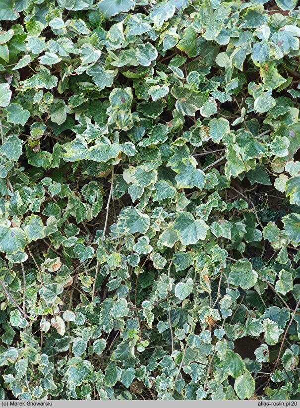 Hedera helix Zebra