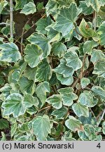 Hedera helix Zebra