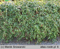 Cotoneaster salicifolius (irga wierzbolistna)