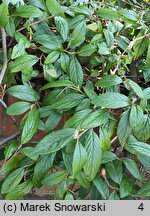 Cotoneaster salicifolius (irga wierzbolistna)