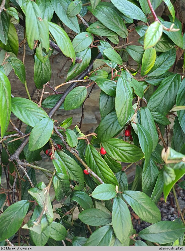 Cotoneaster salicifolius (irga wierzbolistna)