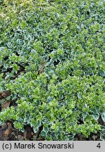 Euonymus fortunei Silver Queen