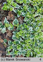 Euonymus fortunei Silver Queen