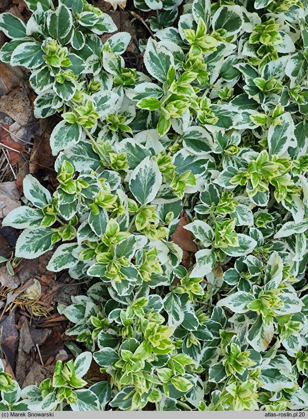 Euonymus fortunei Silver Queen