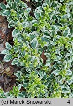 Euonymus fortunei Silver Queen