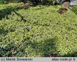 Euonymus fortunei Silver Queen