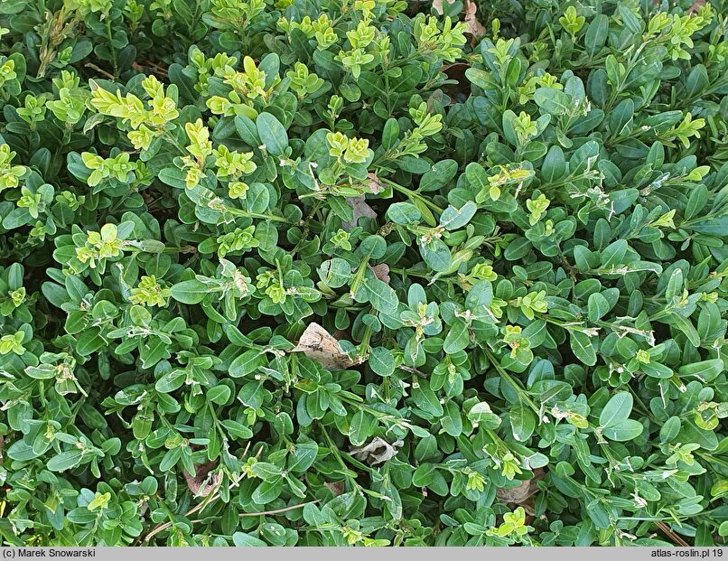 Buxus microphylla John Baldwin