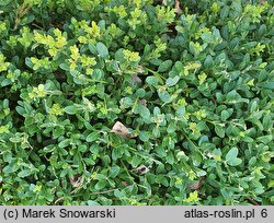 Buxus microphylla John Baldwin