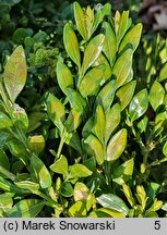 Buxus microphylla John Baldwin