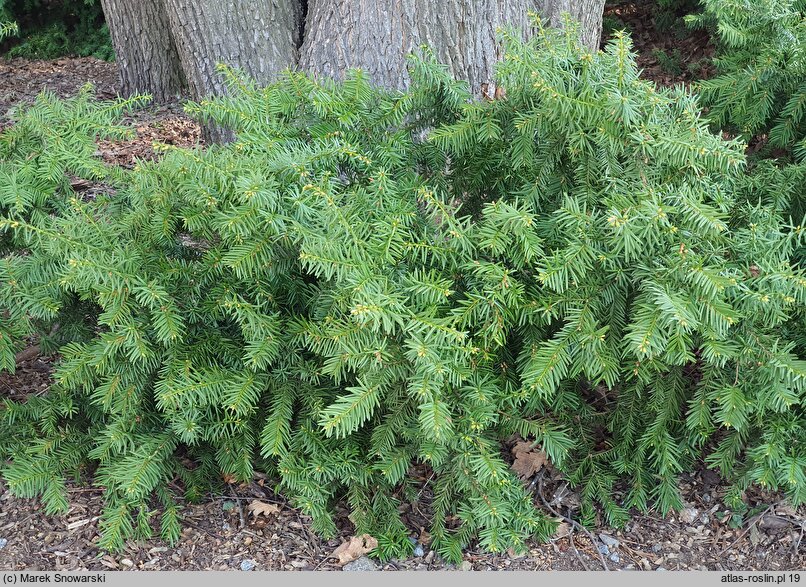 Taxus baccata Nissens Corona