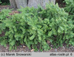 Taxus baccata Nissens Corona