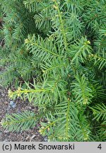 Taxus baccata Nissens Corona