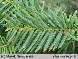 Taxus baccata Nissens Corona