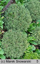 Buxus sempervirens Silver Beauty