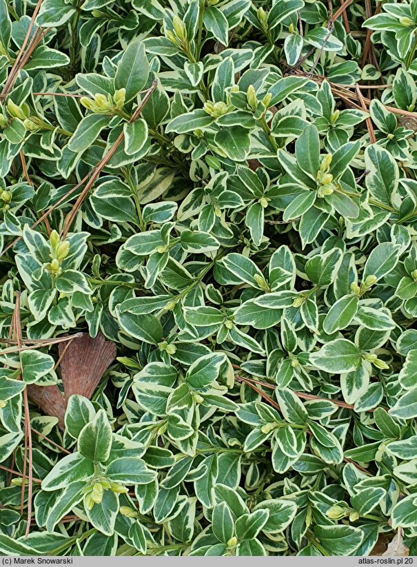 Buxus sempervirens Silver Beauty