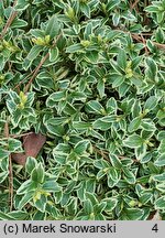 Buxus sempervirens Silver Beauty