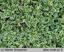 Buxus sempervirens Silver Beauty