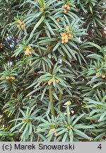 Taxus baccata Fastigiata Robusta