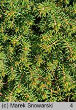 Picea abies Little Gem