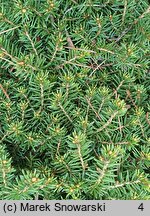 Picea abies Little Gem