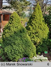 Picea glauca Daisy's White