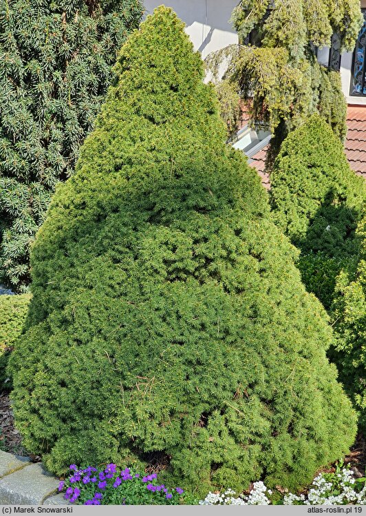 Picea glauca Daisy's White