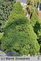 Picea glauca Daisy's White