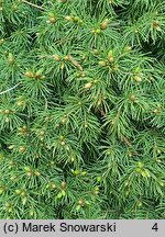 Picea glauca Daisy's White