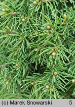 Picea glauca Daisy's White