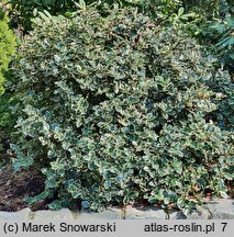 Ilex aquifolium Rubricaulis Aurea