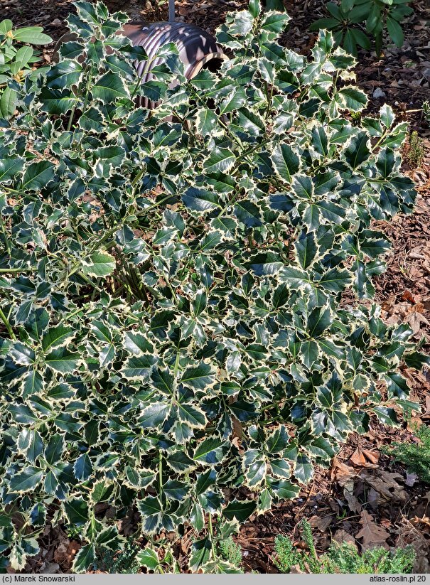 Ilex aquifolium Silver Queen