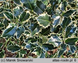 Ilex aquifolium Silver Queen