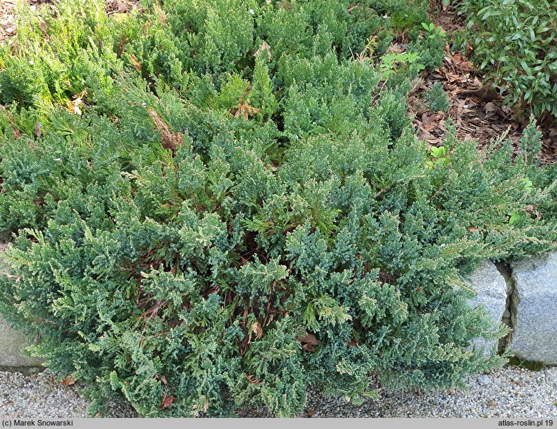 Juniperus horizontalis Blue Chip