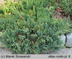 Juniperus horizontalis Blue Chip