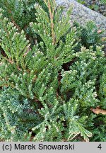 Juniperus horizontalis Blue Chip