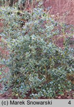 Ilex aquifolium f. heterophylla