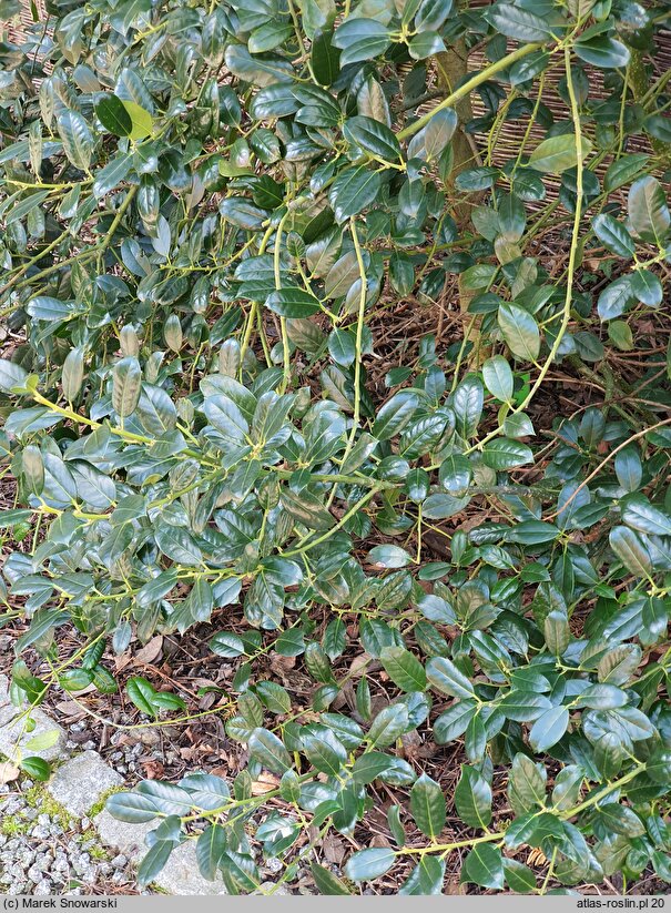 Ilex aquifolium f. heterophylla