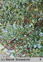 Ilex aquifolium f. heterophylla