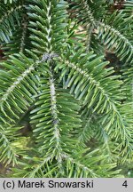 Abies numidica (jodła numidyjska)