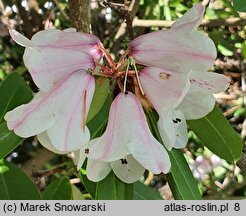 Rhododendron purdomii (różanecznik Purdoma)