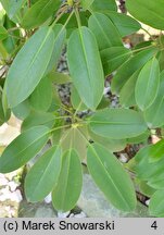 Rhododendron purdomii (różanecznik Purdoma)